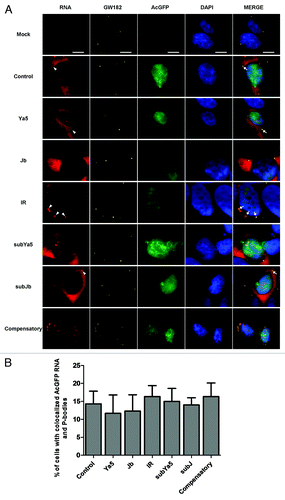 Figure 4. (A) AcGFP reporter mRNA interacts with P-bodies. AcGFP mRNA (red) interacts with GW182-stained P-bodies (Cy5, pseudocolored yellow) in transfected HEK293 cells. Nuclei are stained with DAPI (blue). Right panels represent a merge of the RNA, GW182, GFP, and DAPI signals. White arrowheads indicate AcGFP mRNA foci. White arrows indicate colocalization of AcGFP mRNA and GW182 in P-bodies. Scale bars: 10 μm. (B) Quantification of the percentage of cells with co-localized AcGFP mRNA and P-bodies. Percentages are averages of three independent experiments in which five random microsope fields were selected and at least 100 cells scored for colocalization of AcGFP mRNA with P-bodies.