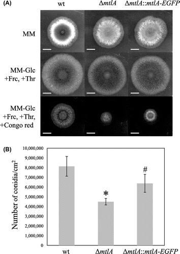 Fig. 3. MtlA-EGFP complementation test on the ΔmtlA Strain.Note: (A) Approximately 105 conidia of the wt, ΔmtlA, and ΔmtlA::mtlA-EGFP strains were inoculated on the centers of agar plates and incubated at 30 °C. Expression of the MtlA-EGFP fusion protein was controlled under the alcA promoter, which was repressed in MM and induced in the medium containing fructose (+Frc) and threonine (+Thr) instead of glucose (−Glc). Partial compensation for mtlA-disruption by MtlA-EGFP was confirmed by colony formation in the presence of Congo red. White bars represent 1 cm. (B) Conidia formation efficiencies under the condition of alcA promoter induction. *Statistically significant difference (p < 0.05, Welch’s t-test) relative to the result for the wt strain. #Statistically significant difference (p < 0.05, Welch’s t-test) relative to the result for the ΔmtlA strain.