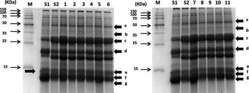 Fig. 4. SDS–PAGE analysis of proteins extracted from raw milled rice grains.