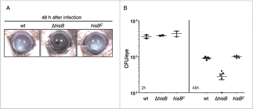 Figure 7. HisB-deficiency attenuates virulence of A. fumigatus in a murine model of fungal keratitis (A,B) and 3-AT treatment does not decrease the fungal burden (B). (A) 4 × 104 A. fumigatus wt, ΔhisB or hisBC conidia were injected into the corneal stroma and corneal opacity and (B) CFU were measured at 48 h after infection (p <0.0).