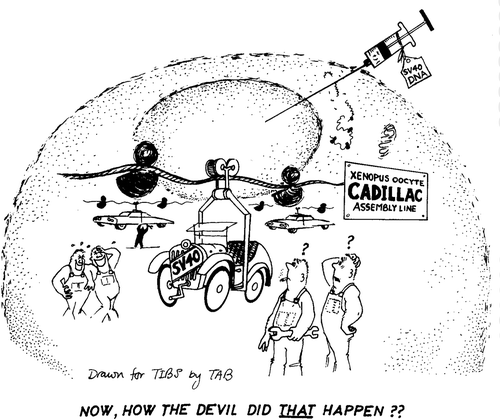 Figure 1. ‘Xenopus oocyte Cadillac assembly line.’ A drawing from Gurdon’s programmatic review in Trends in Biochemistry showing transcription and translation of injected SV40 DNA on an industrial scale. De Robertis et al., ‘Injected living cells’, 251. Reproduced with permission.