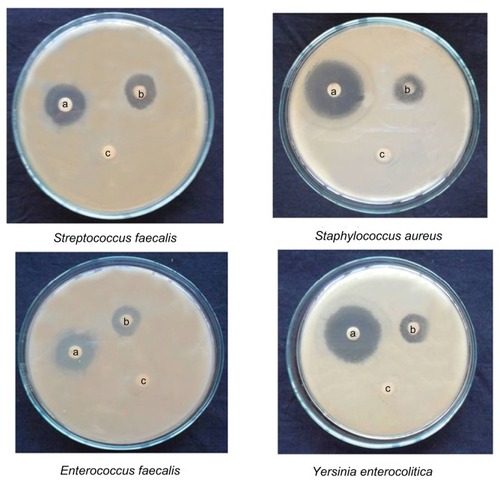 Figure 12 Activity of silver nanoparticles against different micro-organisms depicting zones of inhibition of (A) positive control. (B) silver nanoparticles, and (C) dimethylsulfoxide control.