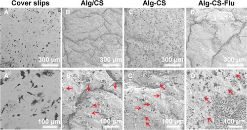 Figure 8 SEM micrographs of L929 cells grown onto (A and A′) coverslips; (B and B’) Alg/CS scaffold; (C and C’) Alg-CS scaffold; (D and D’) Alg-CS-Flu scaffold after 5-d culture. (A–D) magnified 200 times; (A’–D’) magnified 500 times. The red arrows represent L929 cells.