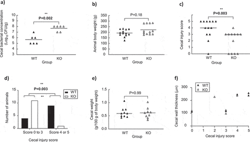 Figure 4. Experimental data of animals’ monoassociated with the wild-type (WT) and knock-out (KO) C. neonatale 250.09 strains. (a) Cecal bacterial concentration in quails monoassociated with the WT (n = 6) or KO (n = 6) strains. (b) Body weight of quails monoassociated with the WT (n = 13) or KO (n = 12) strains. (c) Cecal weight of quails monoassociated with the WT (n = 10) or KO (n = 9) strains. (d) Cecal injury score of quails monoassociated with the WT (n = 13) or KO (n = 12) strains. (e) Distribution of the number of quails monoassociated with the WT (n = 13) or KO (n = 12) strains based on the cecal injury score. (f) Correlation between cecal wall thickness and cecal injury score of quails monoassociated with the WT (n = 5) or KO (n = 5) strains. Statistical significance was set at P < .05.