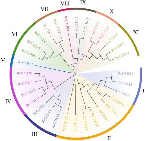 Figure 2. The evolutionary tree distribution of RcC3Hs, which was constructed using the ML method. The RcC3H proteins were divided into 11 clades (I-XI).