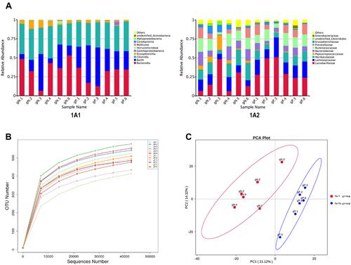 Figure 1 (A) Relative Abundance. Relative gut microbiota abundance at class (A1) and family (A2) level in fa/fa group and fa/+ group. Sample Name gN.1 to gN.6 belonged to fa/+ group, gP.1 to gP.6 belonged to fa/fa group. (B) Rarefaction curve of each sample with 97% identity. (C) PCA Plot. The abscissa represents the first principal component (PC1). The ordinate represents the second principal component (PC2). The percentage represents the contribution value of PC1 or PC2 to the sample difference.