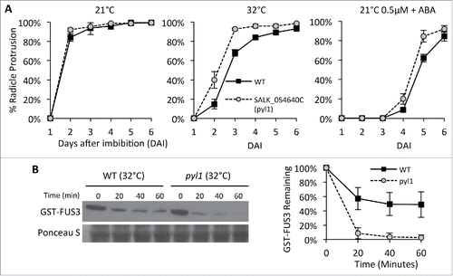 Figure 1. PYL1 is required for the increased FUS3 stability at high temperature (A) Germination rates of wild type (WT) and pyl1-1 T-DNA insertion mutant (SALK_054640; Guzman et al. 2012) imbibed at control (21°C), supraoptimal (32°C) temperatures, or 21°C + 0.5 micromolar ABA. 3 months-old seeds were sterilized and imbibed on half strength MS plates as previously described (Chiu et al. 2016). Averages from triplicates ± standard deviation (SD) are shown. (B) Immunoblots showing degradation of GST-FUS3 in cell extracts of 3 DAI WT and pyl1-1 seeds imbibed at 32°C. Cell free degradation assays were performed as previously described (Chiu et al. 2016). Immunoblots were probed with 1:1000 anti-GST antibody (one representative is shown). Ponceau S stain is shown as a loading control. A plot showing the quantification of GST-FUS3 levels in 3 biological replicates ± SD is shown.