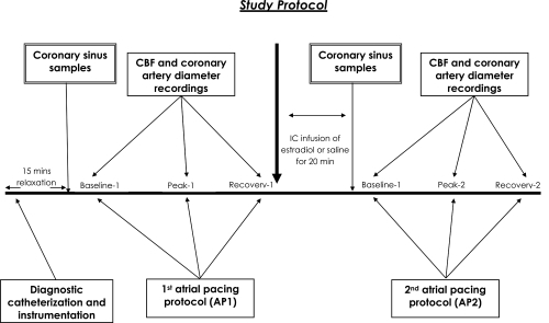 Figure 1 Schematic presentation of the study protocol indicating time-points when coronary sinus samples and recordings of coronary blood flow (CBF) and diameter were taken.