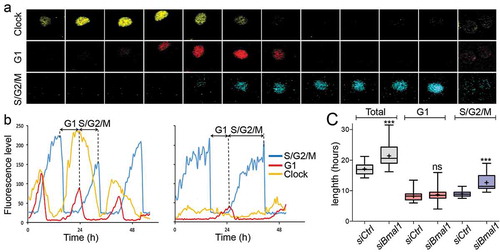 Figure 1. Cell cycle dynamics in siCtrl and siBmal1 cells. (a) Representative example of time series images of the nucleus of a proliferating siCtrl (NIH3T33C) cell, stably expressing circadian clock (Rev-Erbα-VNP; yellow), as well as G1 (hCdt1-mKOrange; red) and S/G2/M (hGeminin-CFP; blue) cell cycle markers. Shown are pictures at 1.5 hour time intervals over a 18 h period, spanning one cell cycle. (b) Circadian clock performance and cell cycle progression in a siCtrl (left panel) and a siBmal1 cell (right panel). Plotted are fluorescence intensities of each of the markers over a 48 hour period. The G1 phase is defined as the interval between the peaks of hGeminin-CFP and hCDT1-mKOrange expression. Oppositely, the S/G2/M phase is defined as the interval between the peaks of hCDT1-mKOrange and hGeminin-CFP expression. (c) Box plot showing the cell cycle period and G1 and S/G2/M cell cycle phase length in siCtrl and siBmal1 cells (n = 50 cells per condition). Lowest and highest boundaries of the box indicate the 25th and 75th percentiles, respectively. The whiskers above and below the box designate the 95th and 5th percentiles, respectively. The solid line and cross within the box represent the median and mean value, respectively. *** p < 0.001 (Mann Whitney U test).