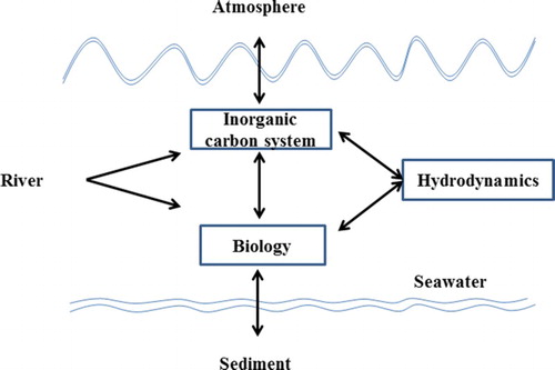 Fig. 2 Schematic illustration of the physical-biogeochemical model for the Yellow and East China Seas.