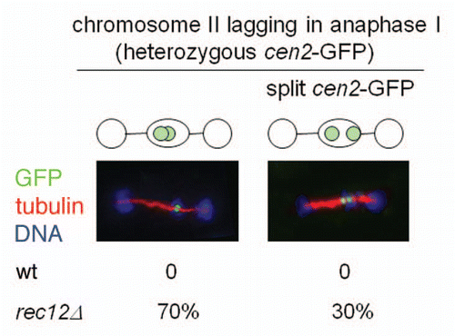 Figure 2 Lagging sister centromeres are frequently separated along the spindle axis in anaphase I cells lacking chiasmata. The indicated strains were sporulated, fixed, stained with Hoechst 33342 and antibodies against tubulin and GFP, and examined under the fluorescence microscope. Anaphase I cells with lagging cen2-GFP signals (representing chromosome II) were scored (n = 50).