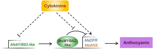 Figure 4. A proposed working model for how MsMYB62-like inhibits anthocyanin biosynthesis in Malus spectabilis.
