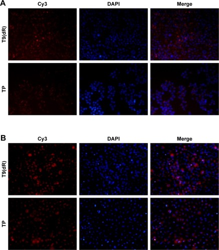 Figure 3 T9(dR) or TP transported siRNA into (A) 293T and (B) A549 cell lines. After T9(dR) or TP and cy3-conjugated siGFP were incubated for 15 minutes, the complex was transfected into cells seeded in eight-well chamber. At 24 hours post-transfection, cells were fixed, mounted with DAPI, and observed under a microscope (20×).