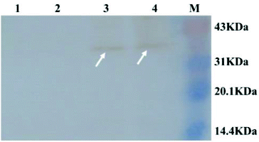 Figure 3. Western blot analysis of GS115 transformant. Lane 1: supernatant of GS115; Lane 2: cell pellet of GS115; Lane 3: supernatant of GS115 tranformant with pGAPHα-MAP30; Lane 4: cell pellet of GS115 transformant with pGAPHα-MAP30; Lane M: pre-stained protein molecular weight marker.