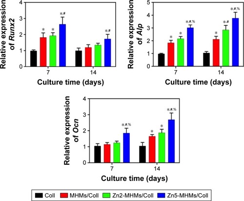 Figure 6 RT-qPCR analysis of the expression of osteogenesis-related genes (Runx2, Alp, and Ocn) in rBMSCs cultured on the Coll, MHMs/Coll, Zn2-MHMs/Coll, and Zn5-MHMs/Coll scaffolds for 7 and 14 days. *P<0.05 compared to Coll scaffolds; #P<0.05 compared to MHMs/Coll scaffolds; %P<0.05 compared to Zn2-MHMs/Coll scaffolds.Abbreviations: RT-qPCR, real-time quantitative polymerase chain reaction; MHMs/Coll, mesoporous hydroxyapatite microspheres/collagen scaffold; rBMSC, rat bone marrow–derived mesenchymal stem cell.