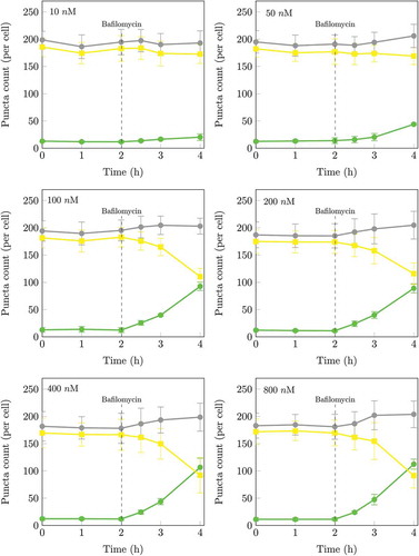 Figure 2. Time series of autophagosomal (nA) and autolysosomal (nAL) pool size at the basal state of the autophagic system and after treatment at 2 h with 10, 50, 100, 200, 400 nM or 800 nM BAF. The initial rates of increase were 6.7 ± 2.1 autophagosomes/h/cell at 10 nM, 9.7 ± 3.3 autophagosomes/h/cell at 50 nM, 25.8 ± 4.1 autophagosomes/h/cell at 100 nM, 24.8 ± 4.9 autophagosomes/h/cell at 200 nM, 25.4 ± 3.8 autophagosomes/h/cell at 400 nM, 24.0 ± 2.2 autophagosomes/h/cell at 800 nM. The initial rate of increase in nA after BAF treatment had therefore already reached a maximum at 100 nM. Autophagosomes (•), autolysosomes (•) and total puncta (•). (n = 5.).