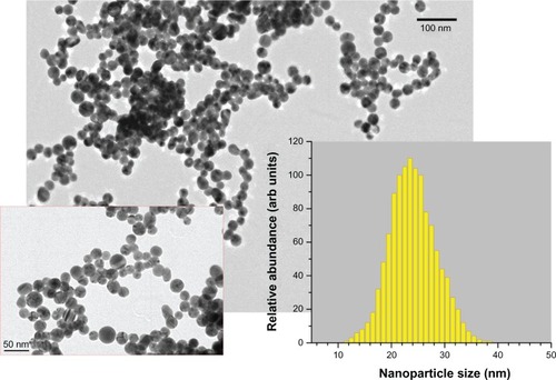 Figure 2 Transmission electron microscopy (TEM) images of nanoparticles from the most stable gold (Au) colloidal solution (protocol 2; sample Number 2) fragmented by femtosecond-laser irradiation in pure pH = 7 water (at different magnifications). Inset shows the size (diameter) distribution 24 ± 5 nm using TEM image analysis.