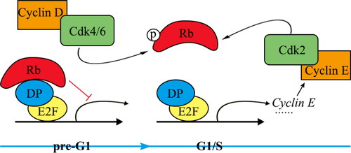 Figure 4. Transcriptional regulation of G1/S transition genes in invertebrates.
