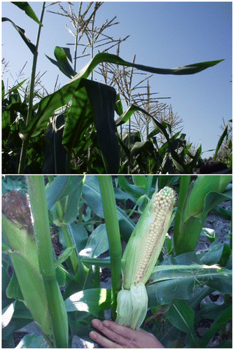 Figure 2. Tassel morphogenesis and ear fertility of cultivar Papirika in the farm field in 2003. Photos taken on 16 September 2003. For cultivar 39B29, see Figure 1 and Figure 4 in Hayashi et al. (Citation2015).