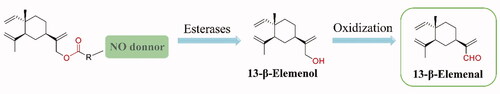 Figure 3. In vivo metabolizion of 13-β-elemenol ester NO donor derivatives may result in producing toxic 13-β-elemenal.