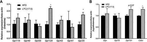 Figure 2 Expression of GPCR mRNAs in LPC (17:0) treated mice. (A) Expression of Gpr119, Gpr40, Gpr55, Gpr120, Gpr43, Gpr41, Gpr35 in intestine tissue, (B) Expression of Gpr75, Gpr151, Gipr and Calcr in hypothalamus tissue. Statistical analysis was done using one way ANOVA followed by Tukey post hoc test. *P < 0.05 compared with HFD mice.