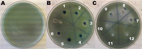 Figura 1. Inhibición del crecimiento de Penicillium italicum en presencia de levaduras Debaryomyces hansenii en medio YMB ajustado a pH 4,6. Donde: A) P. italicum, B) 1 = DhhBCS01, 2 = DhhBCS02, 3 = DhhBCS03, 4 = DhhBCS04, 5 = DhhBCS05, 6 = DhhBCS06, y C) 7 = DhhBCS07, 8 = DhfBCS01, 9 = DhfBCS02, 10 = LL1, 11 = LL2 y 12 = LL3. Figure 1. Inhibition of the growth of Penicillium italicum in presence of yeast Debaryomyces hansenii strains on YMB medium buffered to pH 4.6. Where: A) P. italicum, B) 1 = DhhBCS01, 2 = DhhBCS02, 3 = DhhBCS03, 4 = DhhBCS04, 5 = DhhBCS05, 6 = DhhBCS06, and C) 7 = DhhBCS07, 8 = DhfBCS01, 9 = DhfBCS02, 10 = LL1, 11 = LL2 and 12 = LL3.