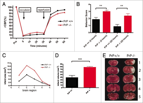 Figure 1 PrP knockout mice are more susceptible to ischemia induced by transient middle cerebral artery occlusion-reperfusion. (A) Cerebral blood flow was measured in PrP+/+ and PrP−/− mice (n = 8 PrP WT and n = 7 PrP KO) undergoing MCAO to confirm that both groups had similar blockages of blood flow in the brain. (B) Behavioral testing of PrP KOs and controls. Higher clinical scores indicate more severe injury both 2 and 24 hours after injury (p < 0.01, unpaired, two-tailed Student's t test). (C) Infarct area measured across five brain regions (1 anterior to 5 posterior shown in E). (D) Infarct volume in PrP+/+ and PrP−/− brains (p < 0.001, two-tailed Student's t test). (E) Representative sections from brain regions 1–5 are shown for PrP+/+ and PrP−/− brain sections from MCAO sections 1–5 are shown.