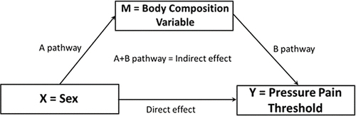 Figure 3 Schematic of mediation analysis using sex as the predictor for pressure pain thresholds, and body composition variables (ie whole body lean, whole body fat mass, limb-specific fat mass and limb-specific lean mass) as the mediators.