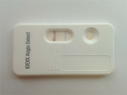 Figure 3 Positive result of the rapid in-clinic assay Angio Detect™ Test (IDEXX Laboratories).