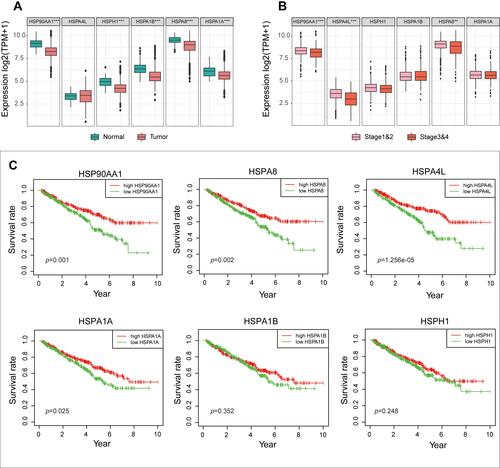 Figure 2 (A) The expression differences of the six HSP genes in TCGA cohort between the normal and tumor groups. (B) The differences in expression of the six HSP genes in TCGA cohort between advanced stage patients (Stage III and IV) and early stage patients (Stage I and II). (C) Differences in survival between the six HSP genes in TCGA cohort (median expression value is intercept).