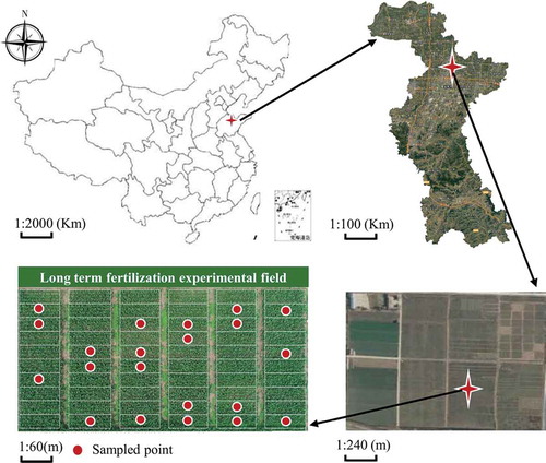 Figure 1. Research area showing the experimental plots and soil sampling locations.