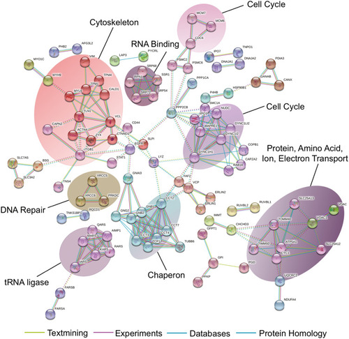 Figure 5 Identification of 15-PGDH-interacting proteins. Analysis of 15-PGDH-interacting proteins using String database.