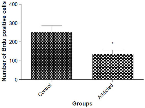 Figure 5 Neurogenesis in dentate gyrus of hippocampus (n=6).