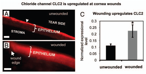Figure 3 Distribution and expression of calcium-activated chloride channel-2 (CLC2). (A) In unwounded cornea, CLC2 channels were concentrated in the superficial epithelial cells (arrowhead). (B) One h after wounding, fluorescence was present throughout the entire thickness of the epithelium, showing re-distribution and increased concentration of CLC2 channels. Scale bars 50 µm. (C) In human corneal epithelial cell monolayer, scratch wounding induced increased expression of CLC2 channel mRN A (*p < 0.05).