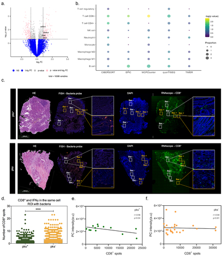 Figure 6. Bacterial microniches are poorly infiltrated with IFNγ-producing CD8+ T-cells in right-sided CRC patients colonized by CoPEC. (A) Volcano plot representation of differentially expressed genes between CoPEC-positive and -negative patients. Dashed lines indicated the following significance threshold: 1.0 > log2 fold change < -1.0 and p-value <0.05. (B) Bubble plot showing the proportional difference of immune cells between pks+ and – pks− patients based on the following computational methods: CIBERSORT, EPIC, MCP-counter, quanTiseq and TIMER. (C) Representative images of H&E, in situ hybridization (FISH – bacteria stained with general rRNA probe EUB338 conjugated to Alexa 555 - orange) and the nuclear DNA stained with DAPI (blue)), RNAscope (hs-CD8A (560391-C3, Opal 520 - green) from pks+ and – pks− tumors. White square: ROI without bacteria and orange square: ROI with bacteria. (D) Quantification of CD8+ T-cells and IFNγ in the same cells in the ROI with bacteria from pks+ and – pks− tumors. **** p < 0.0001. (E) and (F) Pearson correlation between CD8+ T-cell spots detected by the RNAscope and phosphatidylcholine (PC) identified by the MALDI-FTICR in pks+ and – pks− tumors, respectively.