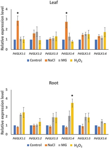 Figure 6. The relative expression level of the different PdGLX1 genes in the leaf (a) and root (b) tissue using qPCR method. Asterisk (*) indicates p ≤ 0.05; mean ±SD, n = 3