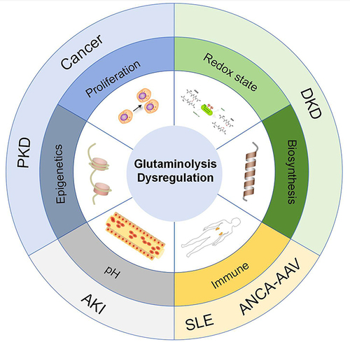 Figure 2 Glutamine metabolism and kidney disease mechanisms.