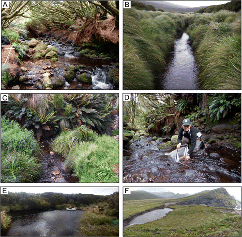 Figure 2 Photographs showing a variety of habitats from which M. mcmurtrieae was collected. A, Site 4, Honey Falls Stream; B, site 21, Kirk Stream; C, site 12, Middle Bay Stream; D, site 25, Southeast Stream (Shelley McMurtrie of EOS Ecology taking a Surber sample); E, site NP1, Tucker Tarn (Jo Hiscock of the New Zealand Department of Conservation taking a water sample); F, site BG1, one of the Borchgrevink Bay Tarns. All photographs copyright EOS Ecology.