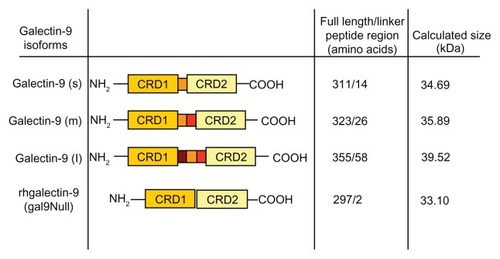 Figure 5 Schematic representation of galectin-9 isoforms structure.