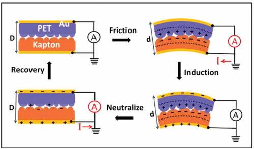 Figure 2. Working mechanism of the first flexible triboelectric nanogenerator [Citation28]