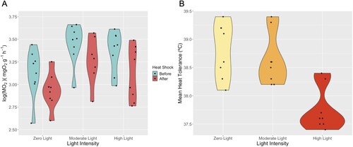 Figure 4. (A) Violin plot of log(MO2) of Berghia stephanieae individuals before and after heat shocking at the three different light intensities. Significant differences in A include moderate light to high light after heat shock (p = 0.0096) and when comparing each light treatment before and after heat shock (p = 0.0037 for zero light, 0.010 for moderate light, and 0.00040 for high light). (B) Violin plot of the mean heat tolerance (CTlast) (in °C) of all three light intensities (zero light, moderate light, high light). The significant differences in B between zero light and high light, and moderate light and high light are 0.0012 and 0.0041, respectively.