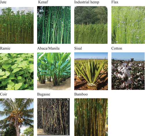 Figure 1. Examples of fibrous plants abundant in different regions of the world.