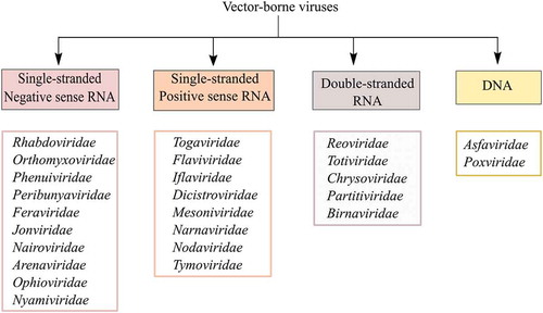 Figure 1. Classification of vector-borne viruses based on its genome characteristics. Vector-borne viruses are classified into four different groups, represented in the different colored boxes. The boxes below represent viral families that have vector-borne viruses within this particular group.
