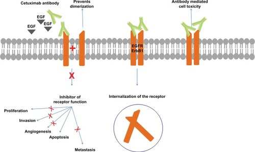 Figure 2 The mechanism of cetuximab action.