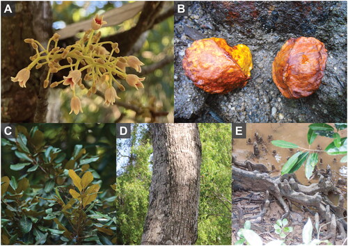 Figure 1. Morphology of Heritiera fomes. (A) Inflorescences; (B) Fruits; (C) Leaves; (D) Stem; (E) Root. The photos were taken by Suchart Yamprasai at the Mangrove Forest Research Center, Ranong, Thailand, in March 2022, without any copyright issues.