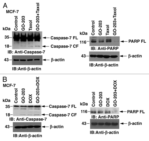 Figure 2. Activation of effector caspase-7 in MCF-7 cells treated with GO-203, taxol and DOX. (A) MCF-7 cells were treated with 5.6 μM GO-203, 28 nM taxol or the combination of both agents for 48 h. GO-203 was added every 24 h. B. MCF-7 cells were treated with 5.6 μM GO-203, 0.33 μM DOX, or the combination of both agents for 48 h. GO-203 was added every 24 h. Cytosolic lysates were immunoblotted with the indicated antibodies (left). Total cell lysates were immunoblotted with anti-PARP and anti-actin (right). FL, full-length; CF, cleaved fragment.