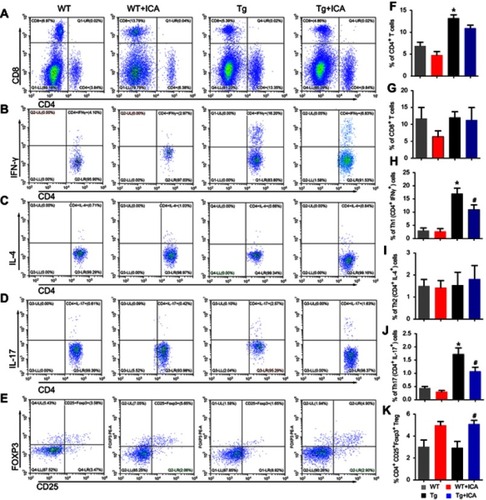 Figure 3 ICA treatment modulates the differentiation of CD4+ T cells in peripheral blood of APP/PS1 mice. Representative flow cytometry plots gated on T cells: (A) CD4+ T cells and CD8+ T cells; (B) Th1 cells identified by CD4+ and IFN-γ+; (C) Th2 identified by CD4+ and IL-4+; (D) Th17 identified by CD4+ and IL-17+; (E) Tregs identified by CD4+, CD25+ and FOXP3+. Percentages of T cells: (F) CD4+ T cells; (G) CD8+ T cells; (H) Th1 cells; (I) Th2 cells, (J) Th17 cells and (K) Tregs. *P<0.05 compared to WT, #P<0.05 compared to Tg.
