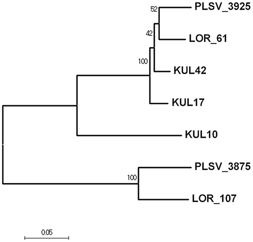 Fig. 6. Evolutionary relationship of long-type ulvan lyase. The evolutionary history was inferred using the Neighbor-Joining method.Citation30)