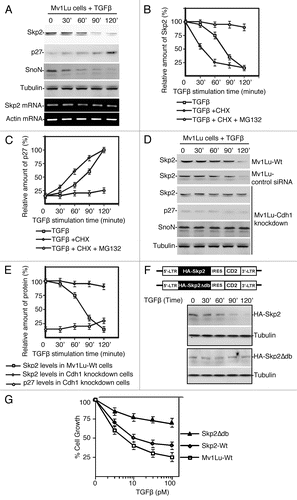 Figure 1 Targeting Skp2 by Cdh1/APC for destruction is involved in TGFβ-mediated growth inhibition. (A) Skp2 protein levels drop in response to TGFβ stimulation. Skp2 and actin (control) mRNA levels were monitored by RT-PCR analysis. (B and C) Skp2 protein chase analysis in response to TGFβ stimulation. Mink lung epithelia cells (Mv1Lu) cells were treated with 20 µM cycloheximide. Skp2 protein turnover was measured by immunoblotting. The half-life of Skp2 in response to TGFβ signaling is about 60 minutes while half-life for SnoN is about 30 minutes. p27 protein levels gradually increase while Skp2 protein levels decrease. Mv1Lu were treated with TGFβ (100 pM). Skp2 degradation is further blocked by proteasomal inhibitor, MG-132 (50 µM). Protein levels were measured by immunoblotting. Equal amounts of total protein were subjected to immunoblot analysis, as evidenced by the equal concentration of tubulin. (D) TGFβ-induced Skp2 degradation is mediated via Cdh1/APC. Depletion of Cdh1 blocks Skp2 degradation in response to TGFβ stimulation, which in turn results in lower levels of p27. (E) Summary of TGFβ-induced alteration of Skp2 and p27 protein levels in wild-type and Cdh1 knockdown cells. (F) Disruption of destruction box in Skp2 stabilizes Skp2 protein in the presence of TGFβ. Upper part shows construction of retroviral vector harboring wild-type or non-degradable Skp2. (G) Stabilization of Skp2 antagonizes TGFβ-induced growth inhibition. Mv1Lu cells stably expressing Skp2 or Skp2Δdb respectively were incubated for 4 days with various concentration of TGFβ1 as indicated. The growth of cells was quantified by cell counting and compared with the growth of unstimulated cells.