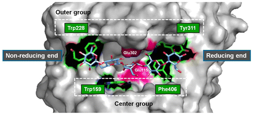 Fig. 1. Four substrate binding amino acid residues with chitosan pentamer accommodated in the putative catalytic cleft of chitosanase from P. fukuinensis.Notes: We divided the four amino acid residues engaged in substrate binding into two groups; one designated as the “outer group” (Trp228 and Tyr311) and the other designated as the “center group” (Trp159 and Phe406). Because the crystal structure of chitosanase from P. fukuinensis has not been resolved, we referred to the crystal structure of chitosanase from Bacillus sp. K17.Citation5) The program PyMOL was used to produce the figures. The magenta color indicates the catalytic domain (Glu115 and Glu302).